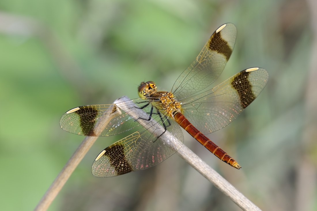 Sympetrum pedemontanum